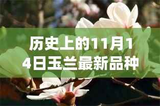 玉兰新纪元，科技重塑玉兰品种的辉煌历程，见证历史时刻的玉兰新品种诞生